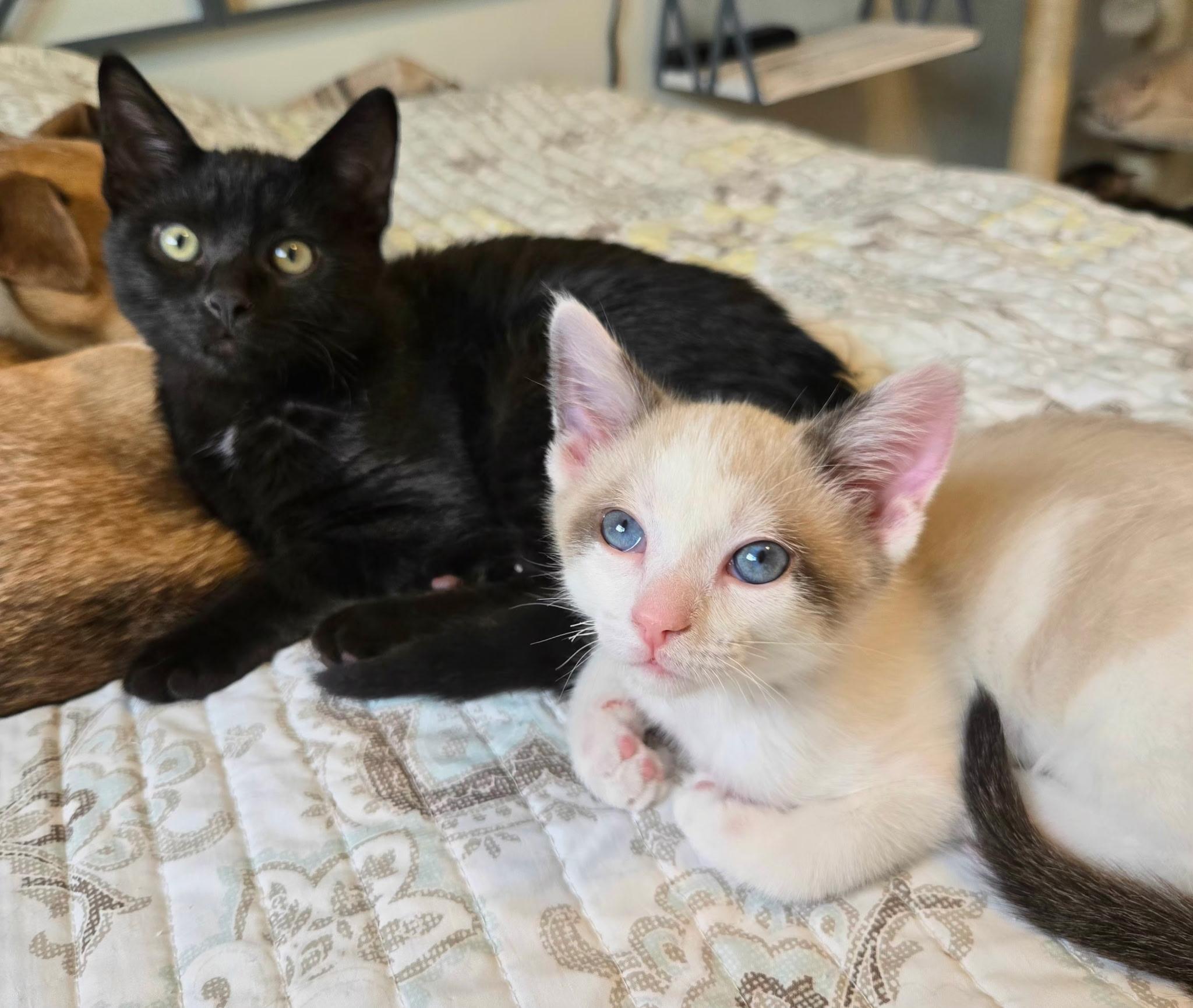 Jagger (polydactyl) and Koa (siamese), a ADOPTABLE Domestic Short Hair in Brighton, MI image 6/6