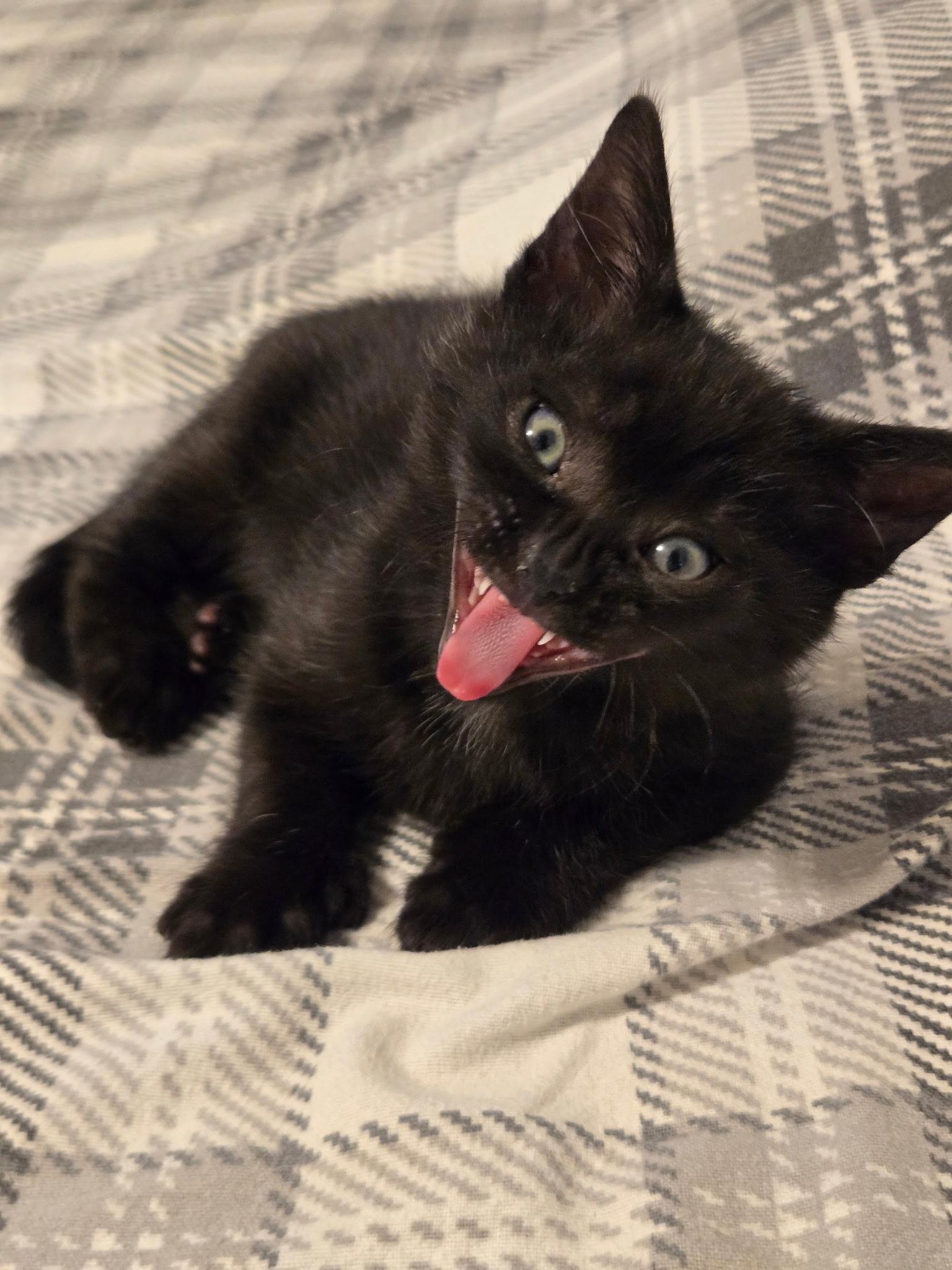 Enlarge Jagger (polydactyl), a ADOPTABLE Domestic Short Hair in Brighton, MI image 4/6