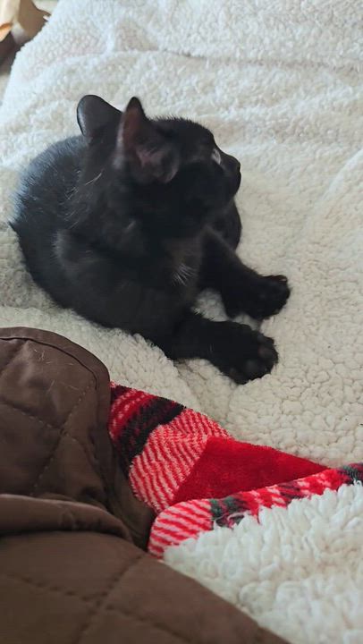 Enlarge Jagger (polydactyl), a ADOPTABLE Domestic Short Hair in Brighton, MI video 6/6