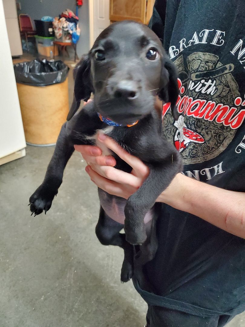 Hope , an adopted Labrador Retriever & Coonhound Mix in Taylorsville, KY_image-1