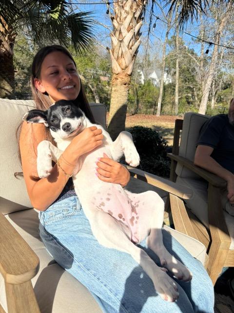 Enlarge Lulu, a ADOPTABLE mixed breed in Manhasset, NY image 3/6