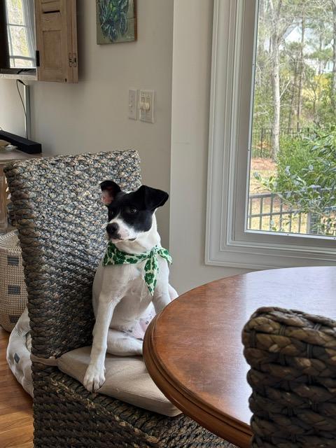 Enlarge Lulu, a ADOPTABLE mixed breed in Manhasset, NY image 4/6