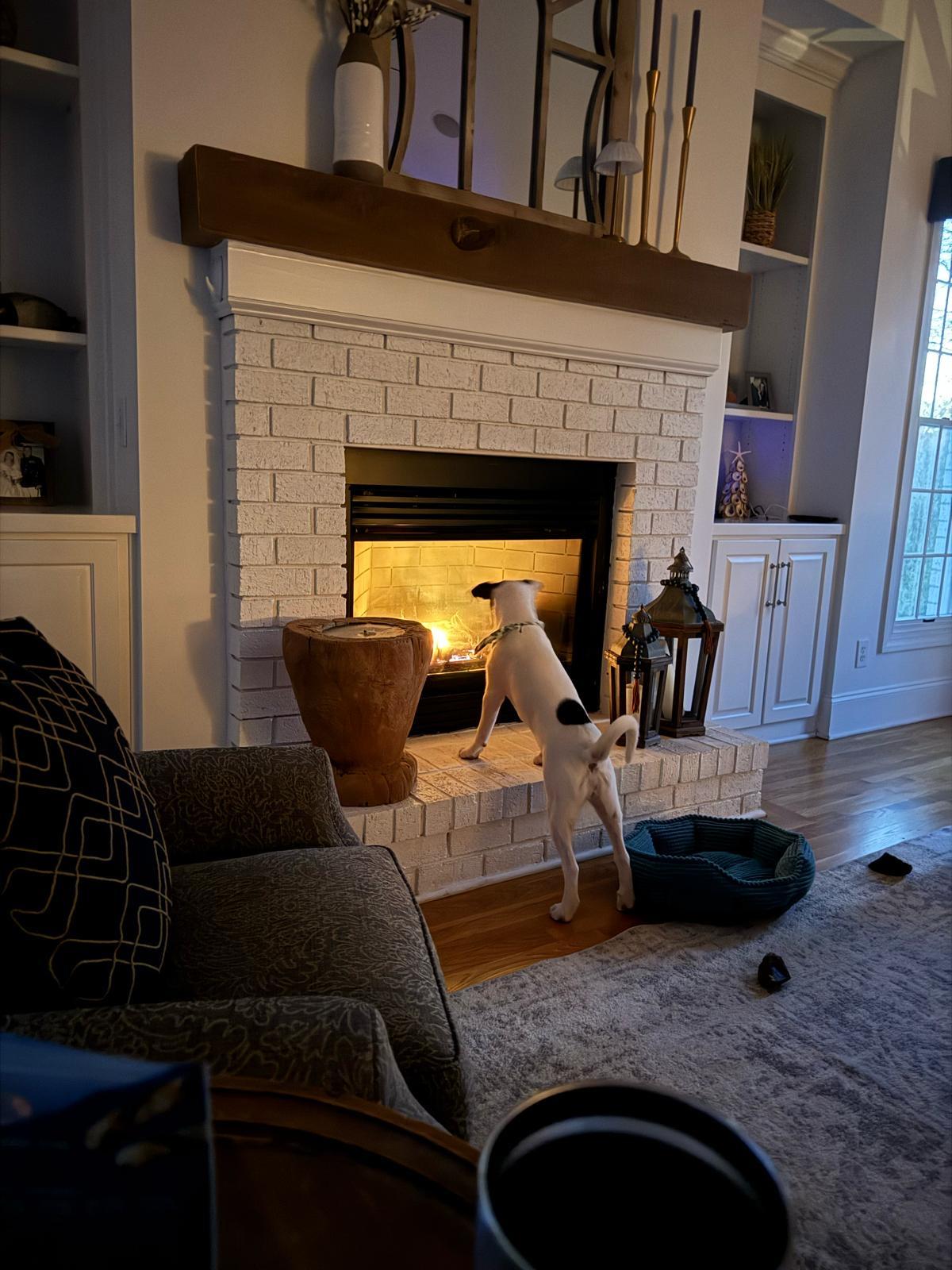 Enlarge Lulu, a ADOPTABLE mixed breed in Manhasset, NY image 5/6