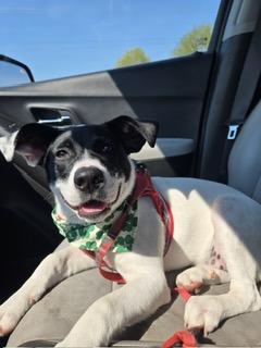 Enlarge Lulu, a ADOPTABLE mixed breed in Manhasset, NY image 1/6