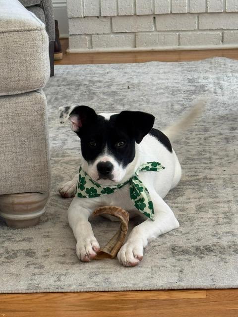 Enlarge Lulu, a ADOPTABLE mixed breed in Manhasset, NY image 2/6