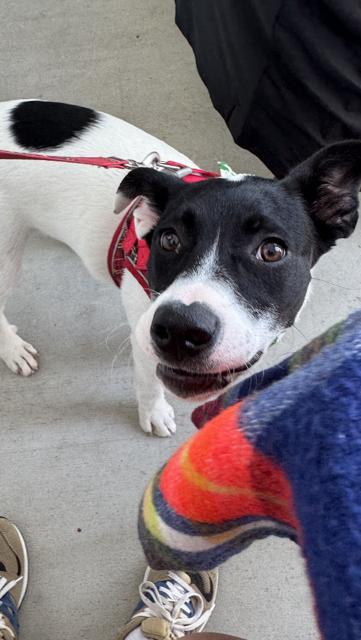 Enlarge Lulu, a ADOPTABLE mixed breed in Manhasset, NY image 6/6