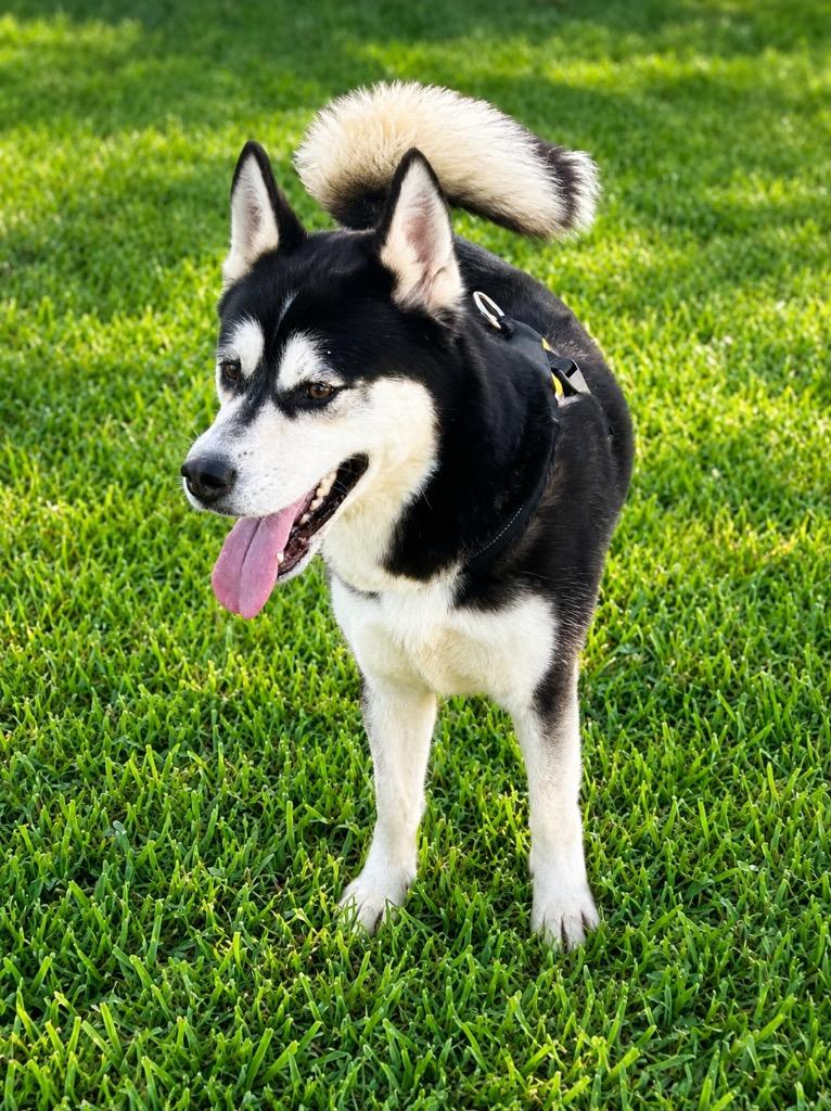 Sassy, Adoptable, Young Female Husky.