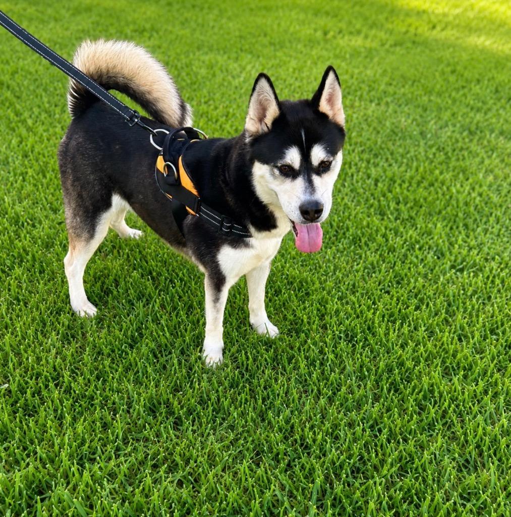 Sassy, a Adoptable Husky in Centralia, IL image 2/2