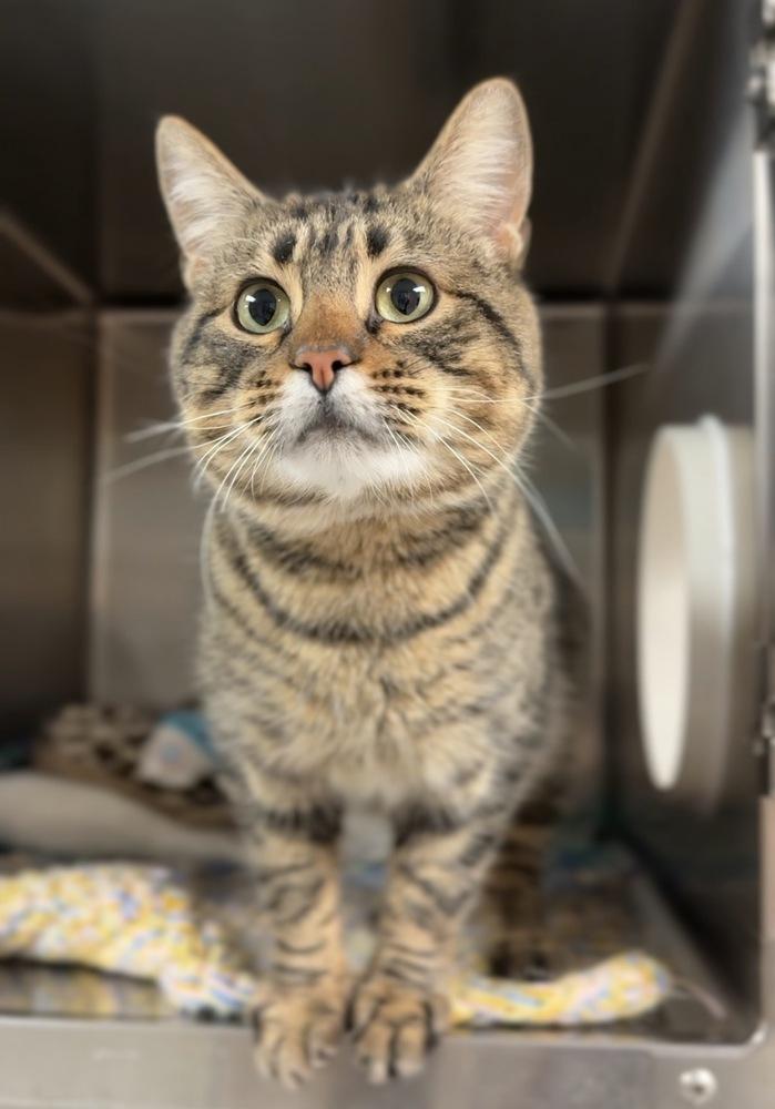 Connie, Adoptable, Adult Male Domestic Short Hair.