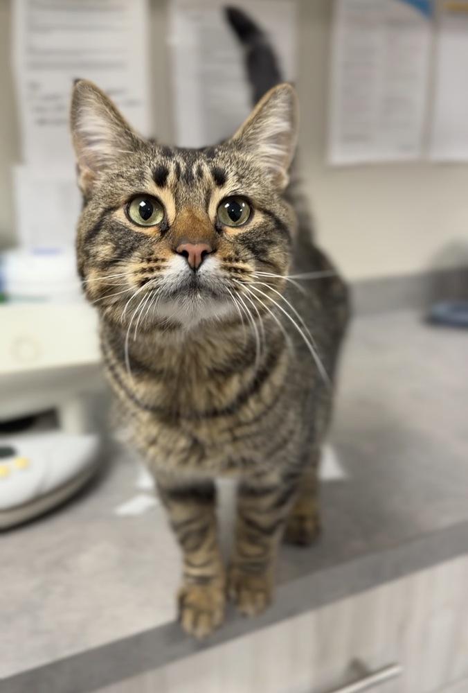 Connie, Adoptable, Adult Male Domestic Short Hair.