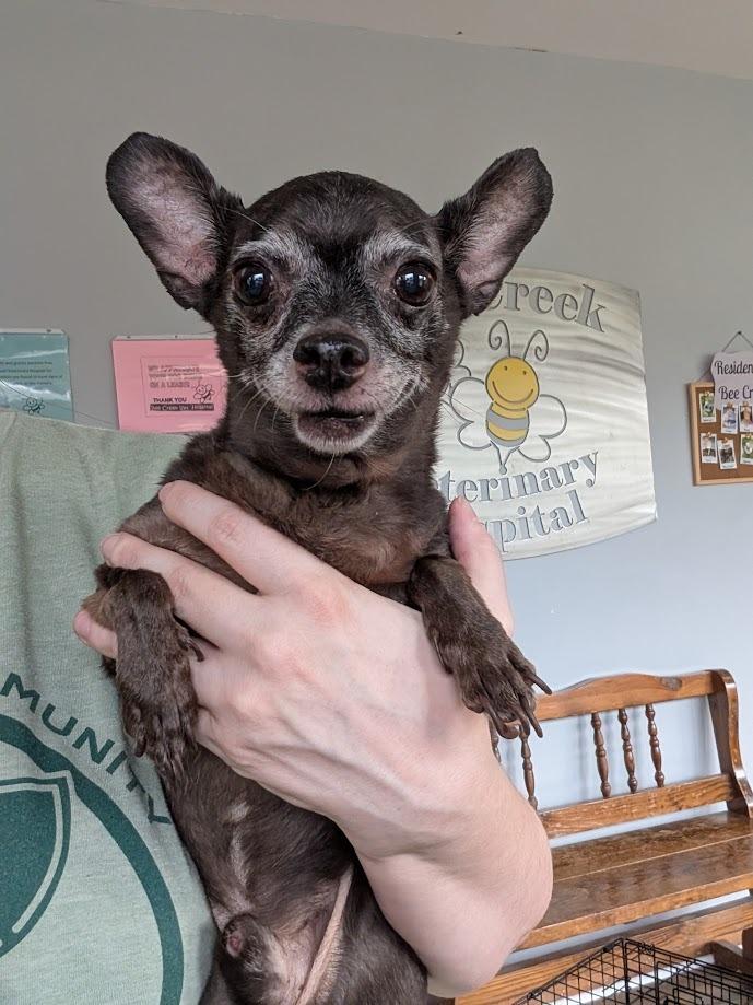 Enlarge Hershey - HOSPICE, a Adoptable mixed breed in Bryan, TX image 1/6