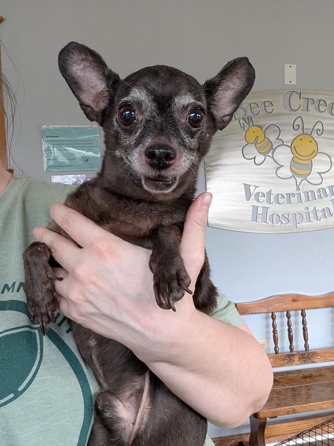 Hershey - HOSPICE, a Adoptable mixed breed in Bryan, TX image 3/6