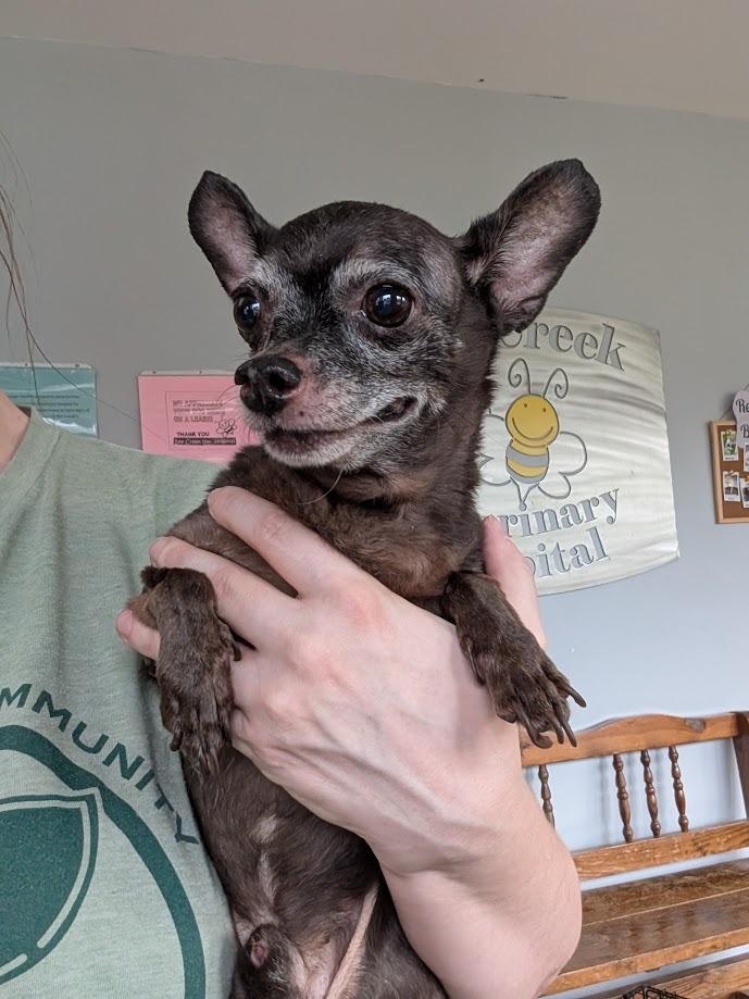 Hershey - HOSPICE, a Adoptable mixed breed in Bryan, TX image 4/6