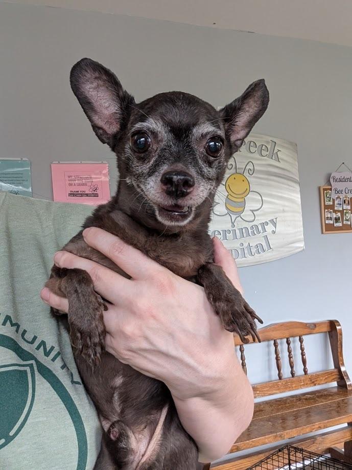 Hershey - HOSPICE, a Adoptable mixed breed in Bryan, TX image 5/6