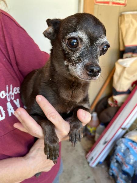 Enlarge Hershey - HOSPICE, a Adoptable mixed breed in Bryan, TX image 4/6