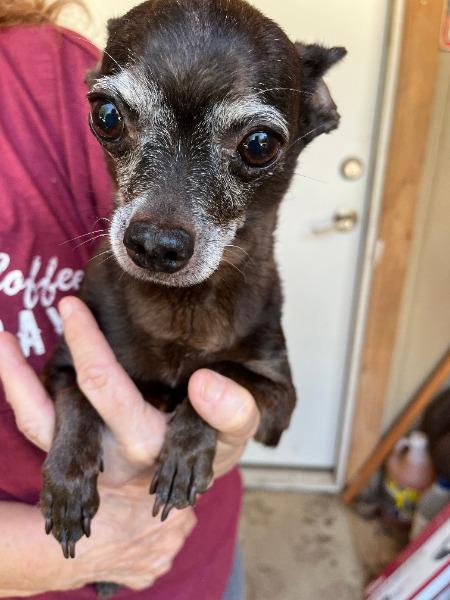 Enlarge Hershey - HOSPICE, a Adoptable mixed breed in Bryan, TX image 5/6