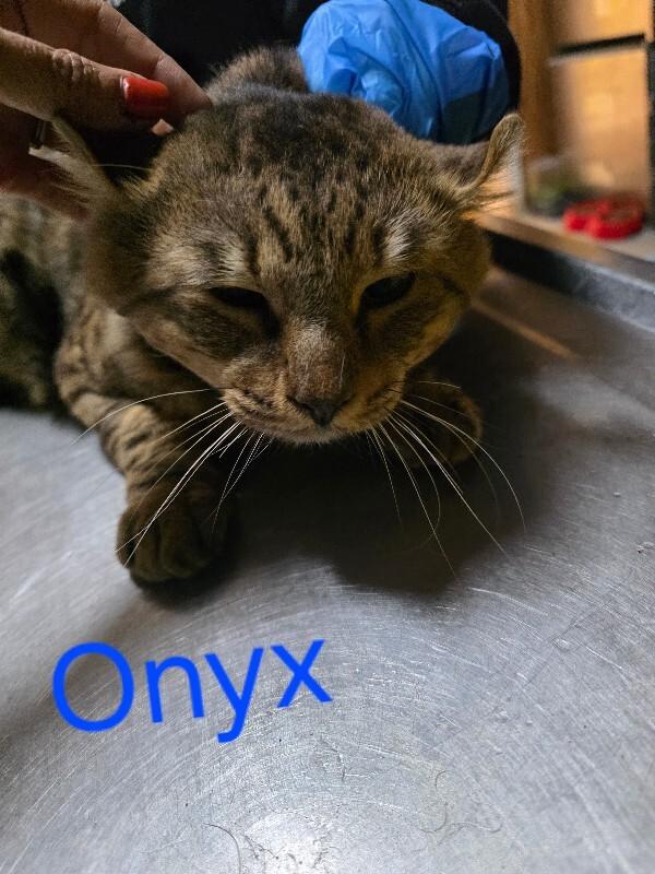 Onyx