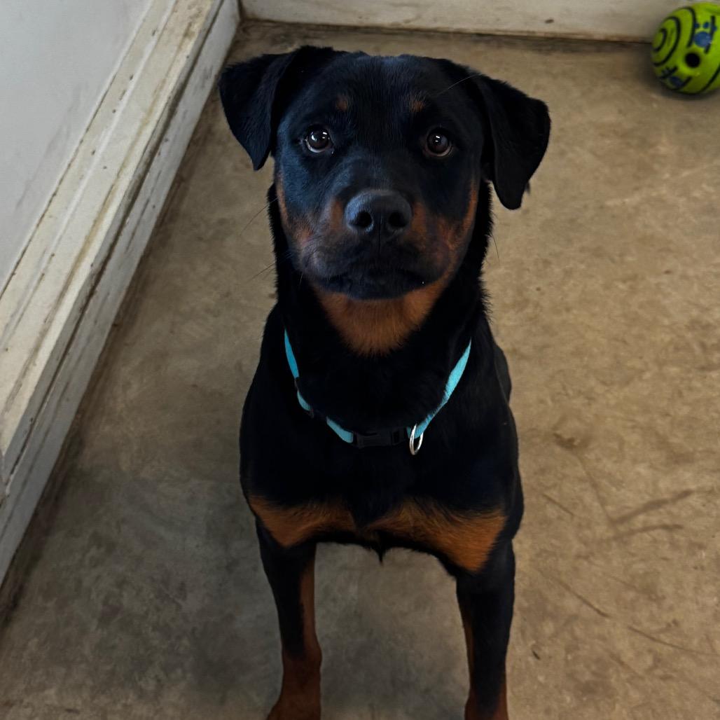 June, Adoptable, Young Female Rottweiler.