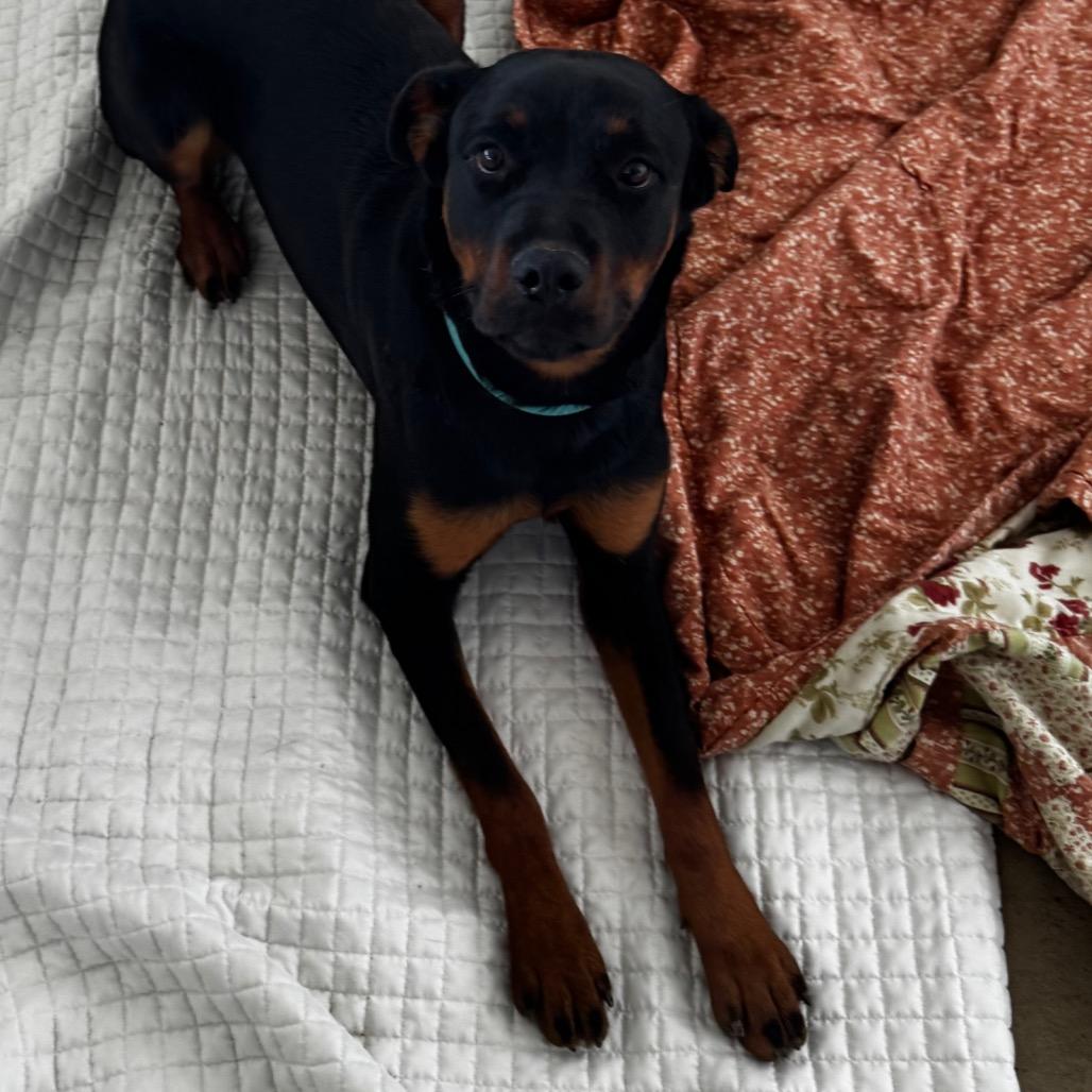 Enlarge June, a Adoptable Rottweiler in Clarksdale, MS image 2/4