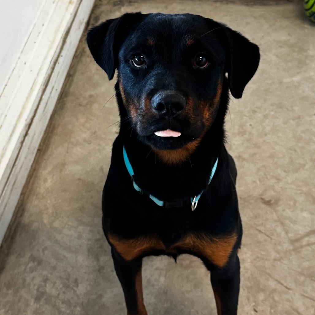 Enlarge June, a Adoptable Rottweiler in Clarksdale, MS image 3/4