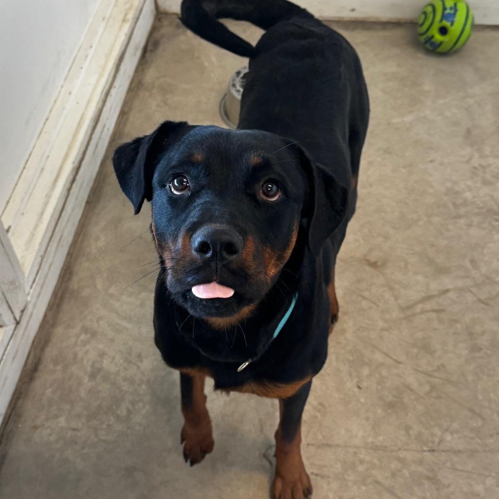Enlarge June, a Adoptable Rottweiler in Clarksdale, MS image 4/4