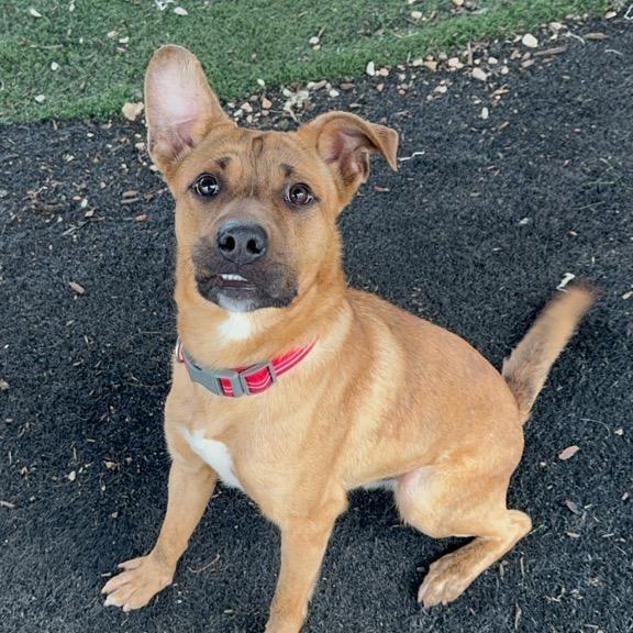 Enlarge Ryder, a Adoptable mixed breed in Tanner, AL image 1/2