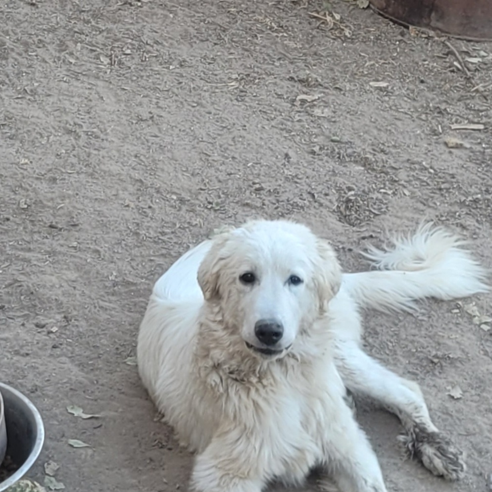 Curly, a Adoptable mixed breed in California Hot Springs, CA image 5/6