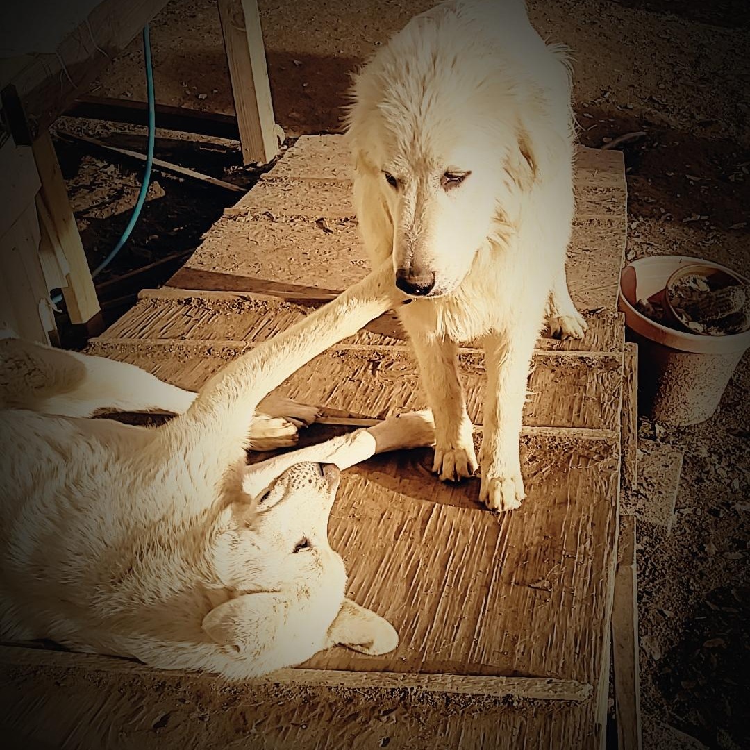 Curly — thumbnail 2