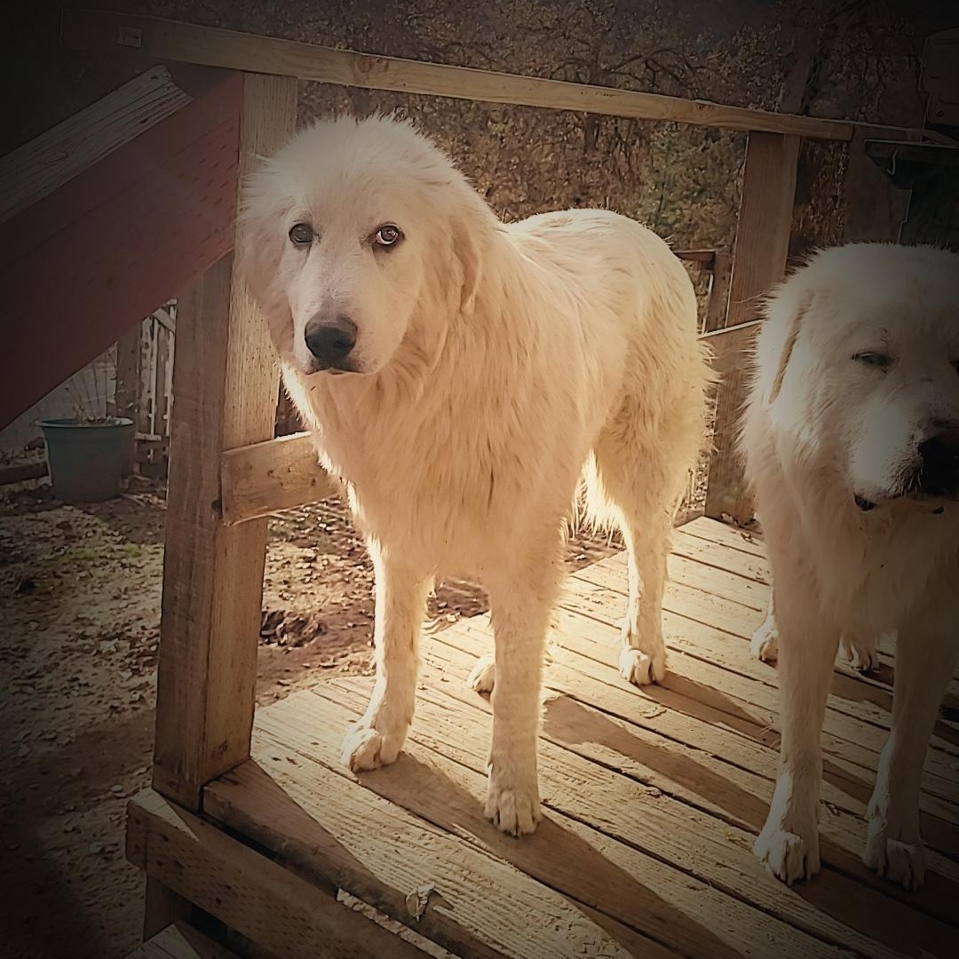 Curly — thumbnail 3