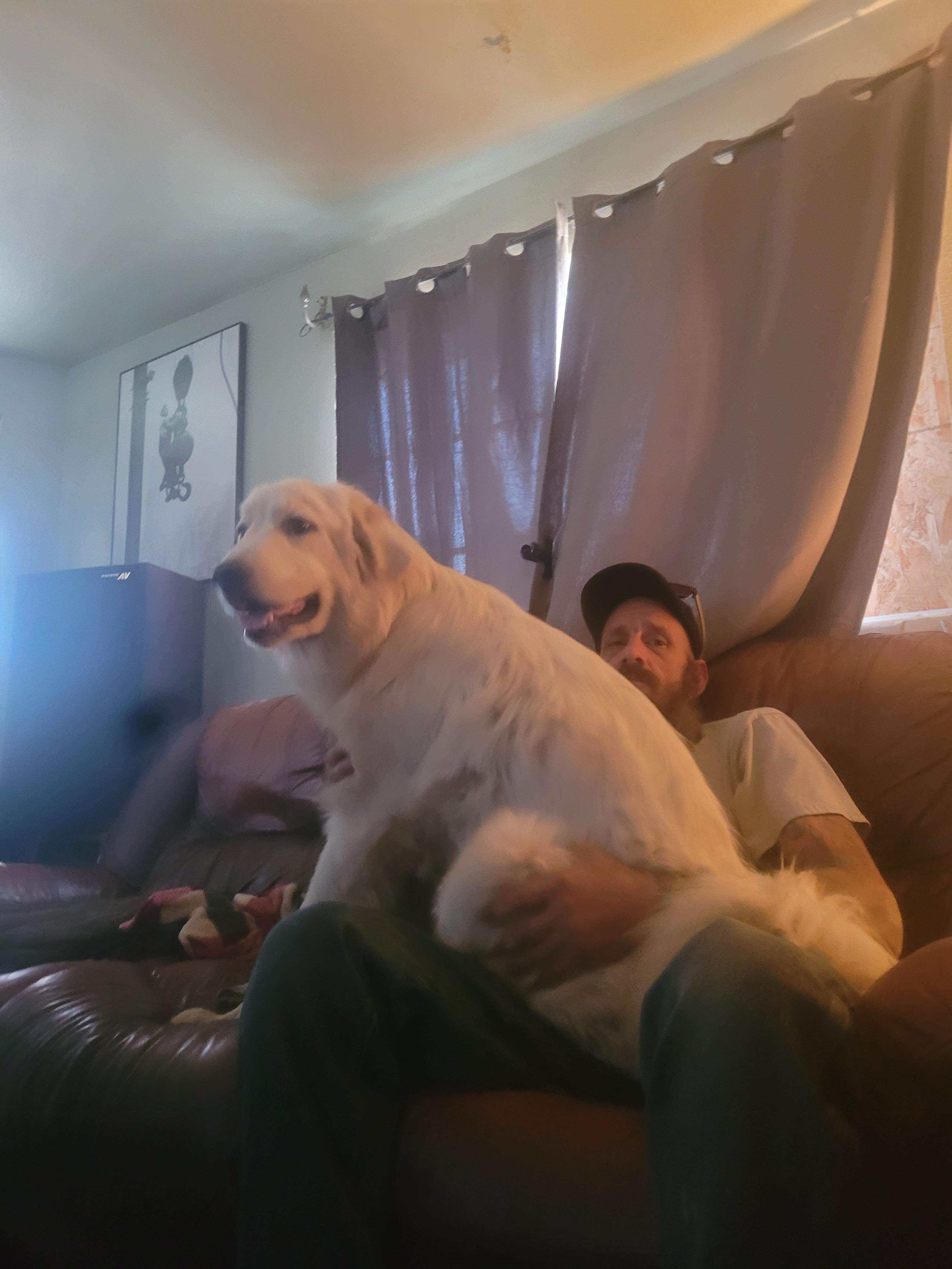 Curly, Adoptable, Young Male Great Pyrenees.