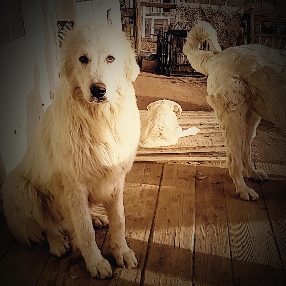 Curly, a Adoptable mixed breed in California Hot Springs, CA image 2/6