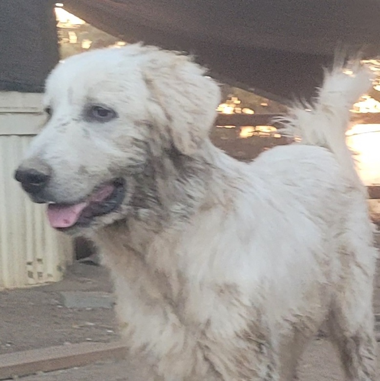 Curly, a Adoptable mixed breed in California Hot Springs, CA image 3/6