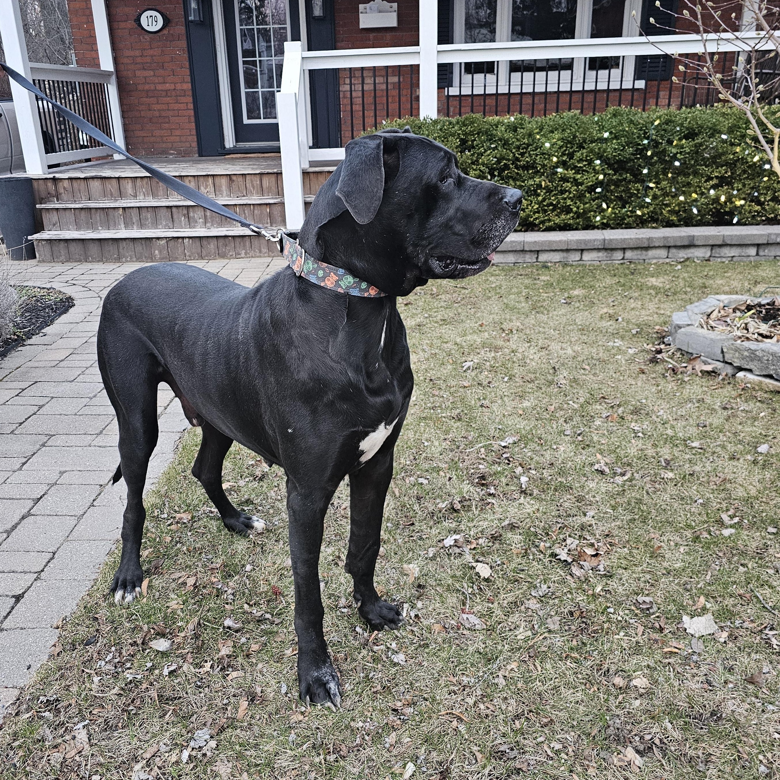 Enlarge BHRR's Dimitri, a Adoptable Great Dane in Oxford Station, ON image 2/6