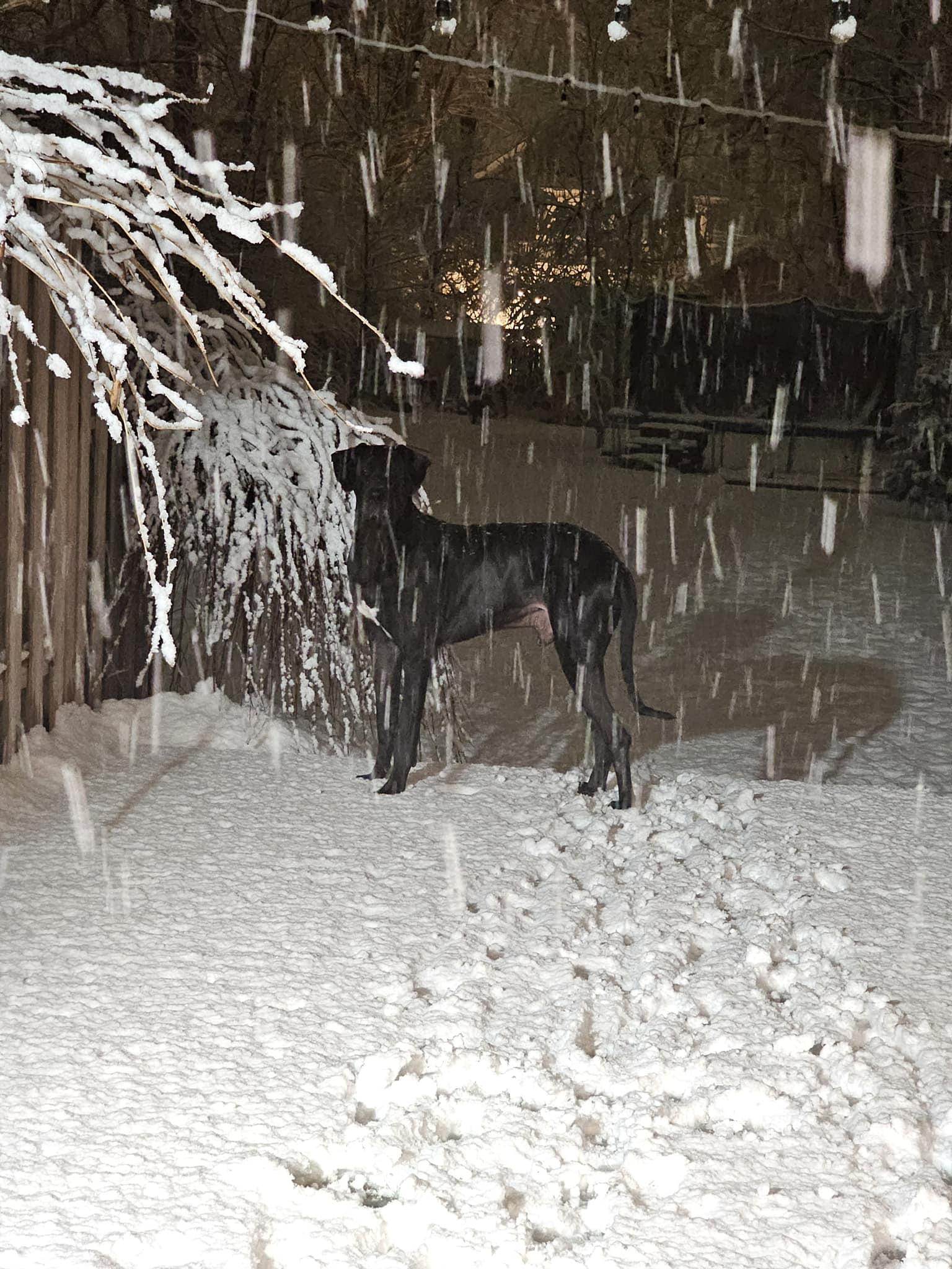 Enlarge BHRR's Dimitri, a Adoptable Great Dane in Oxford Station, ON image 3/6