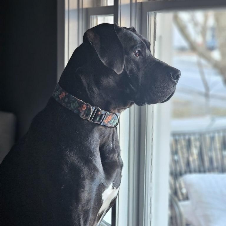 Enlarge BHRR's Dimitri, a Adoptable Great Dane in Oxford Station, ON image 4/6