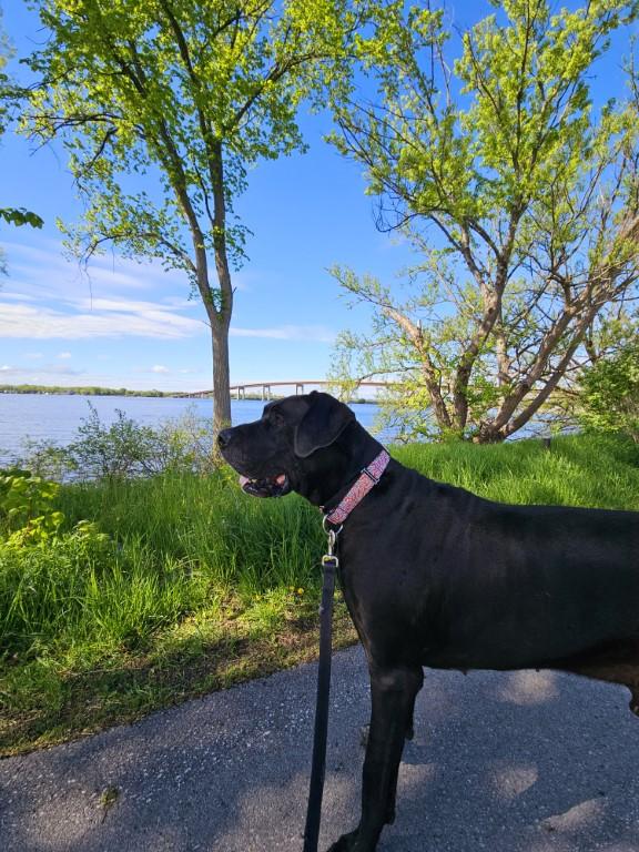BHRR's Dimitri, Adoptable, Adult Male Great Dane.