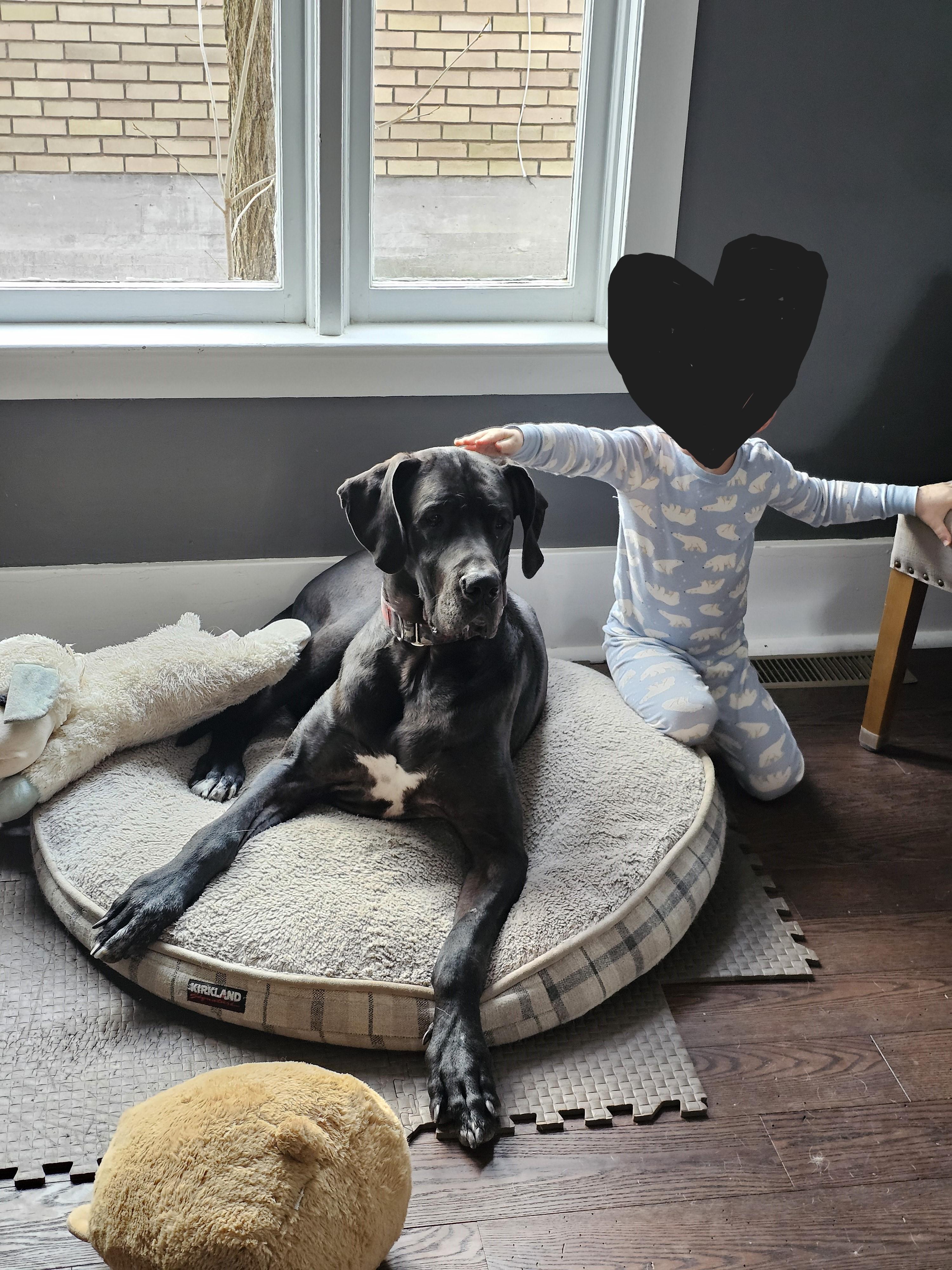 Enlarge BHRR's Dimitri, a Adoptable Great Dane in Oxford Station, ON image 5/6