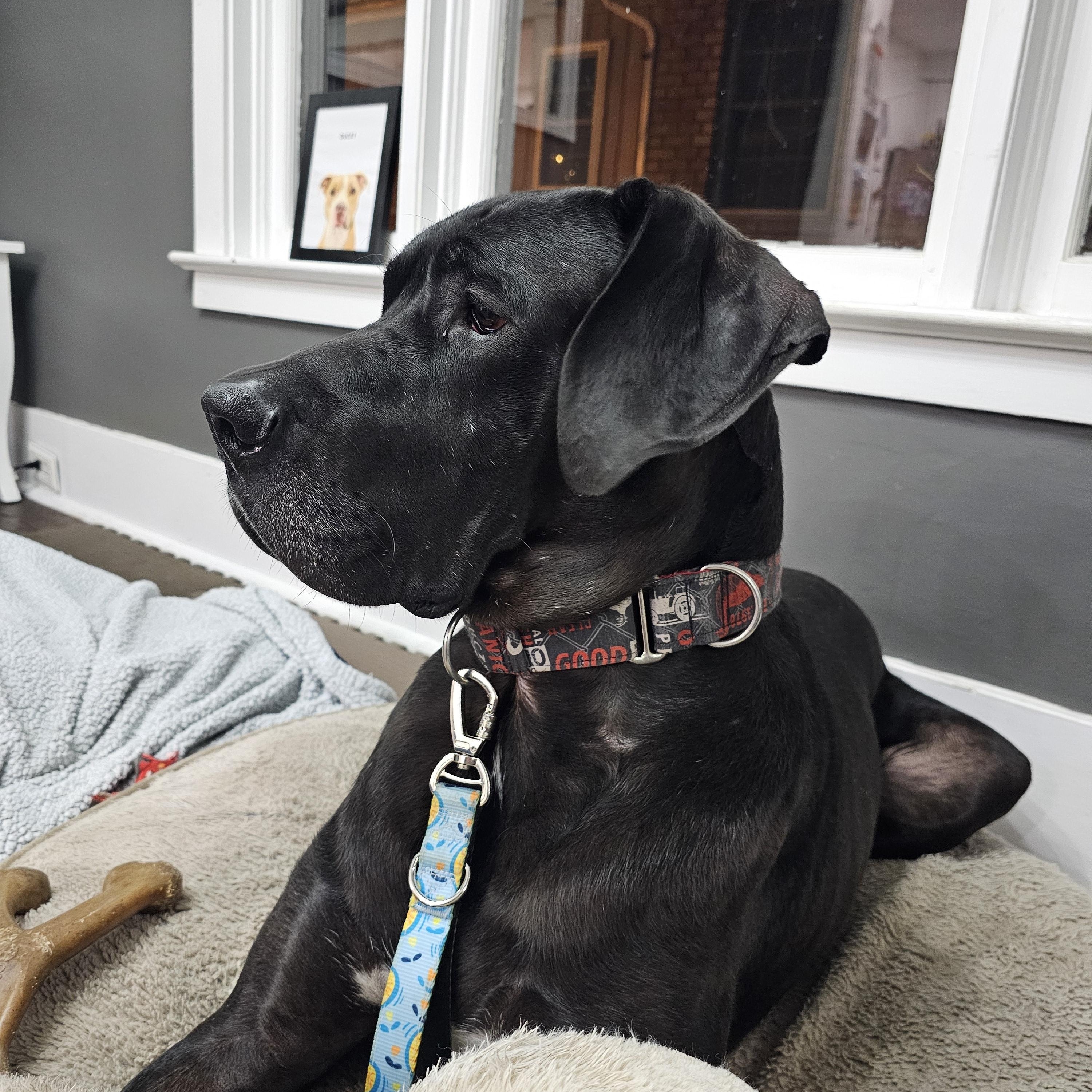 Enlarge BHRR's Dimitri, a Adoptable Great Dane in Oxford Station, ON image 6/6