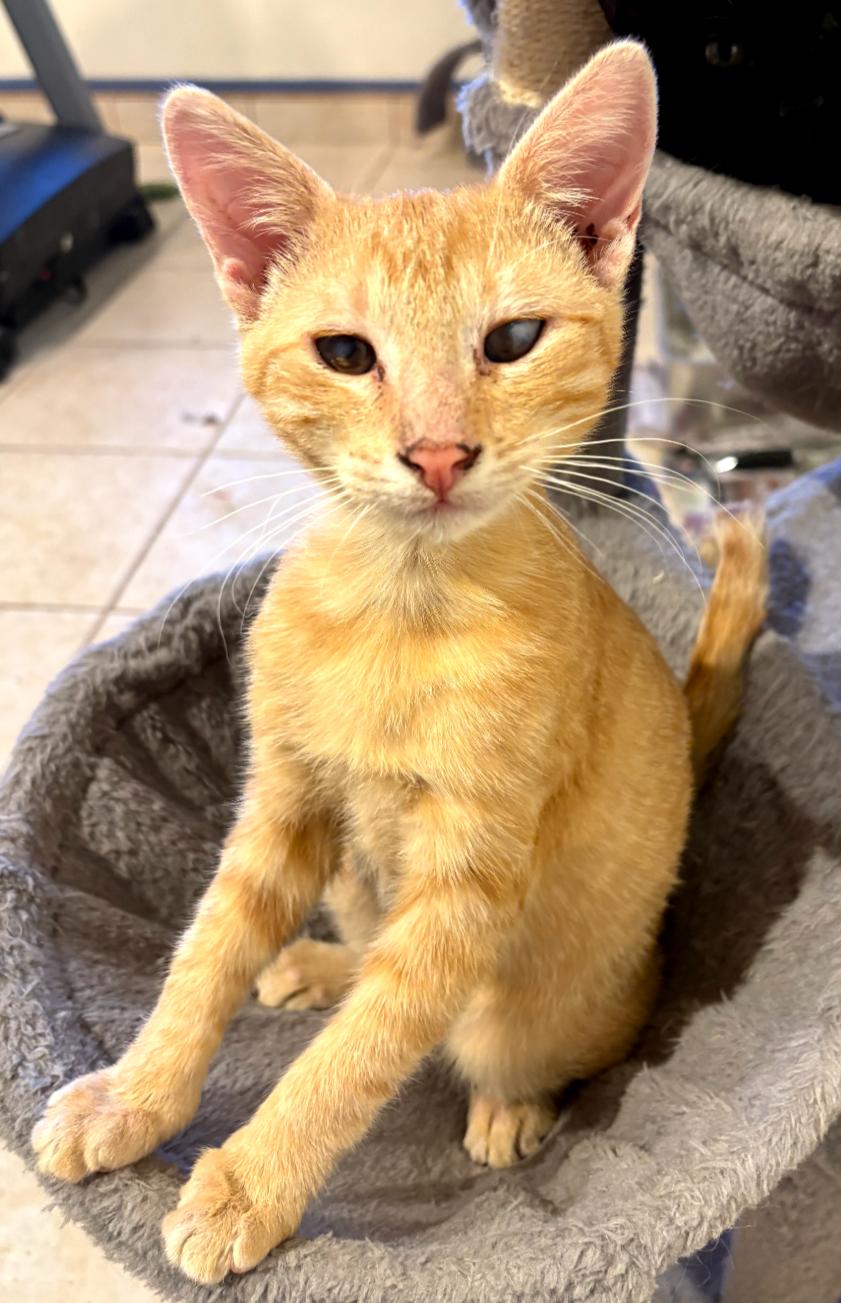 Enlarge Jack, a Adopted Domestic Short Hair in Phoenix, AZ image 1/2