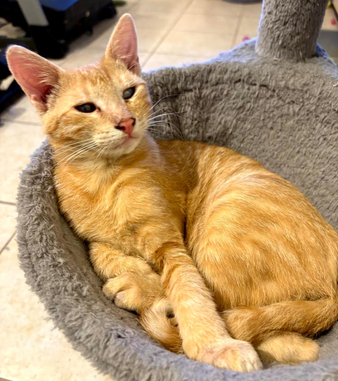 Enlarge Jack, a Adopted Domestic Short Hair in Phoenix, AZ image 2/2