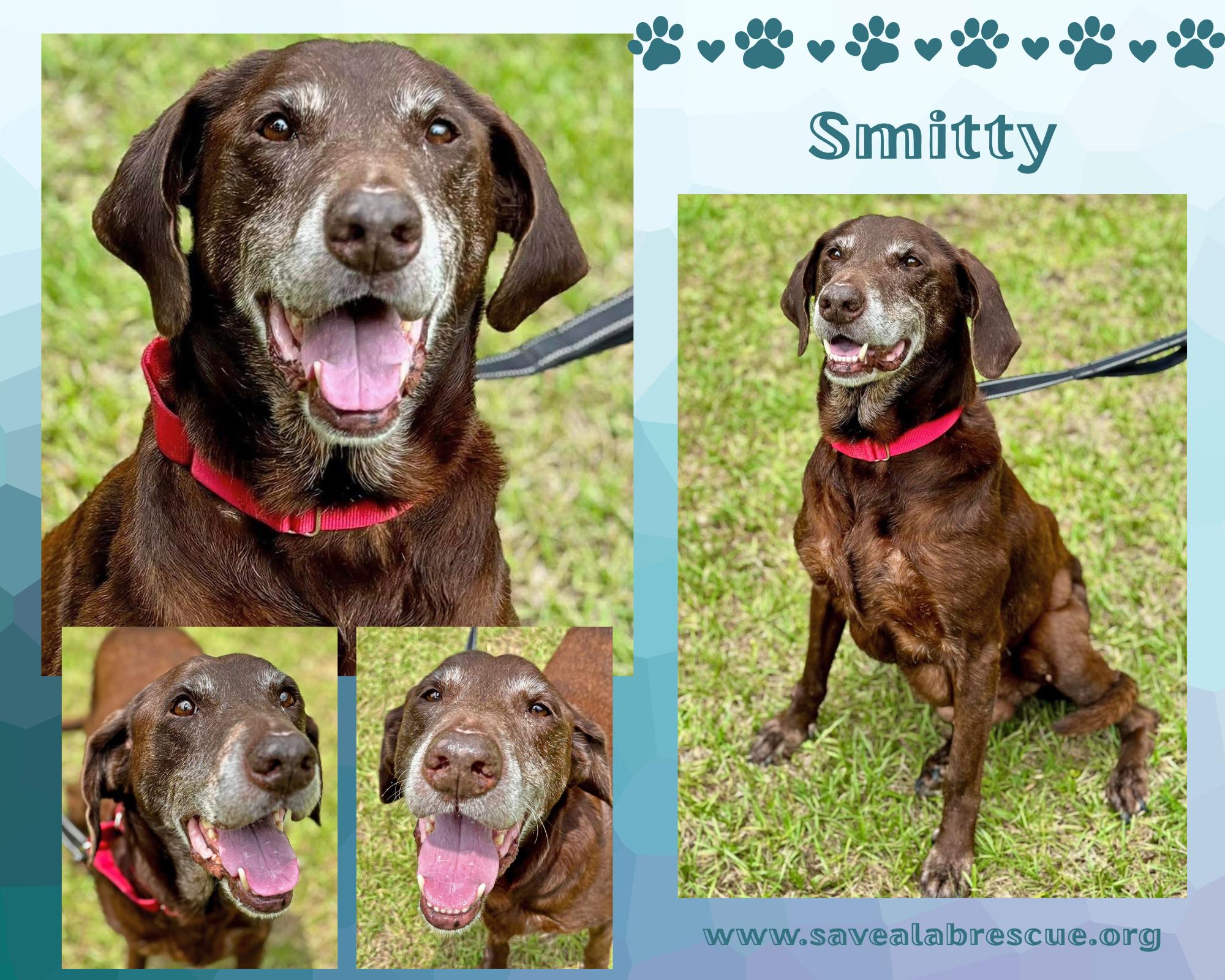 Smitty, ADOPTABLE, Senior Male Labrador Retriever & Chocolate Labrador Retriever.