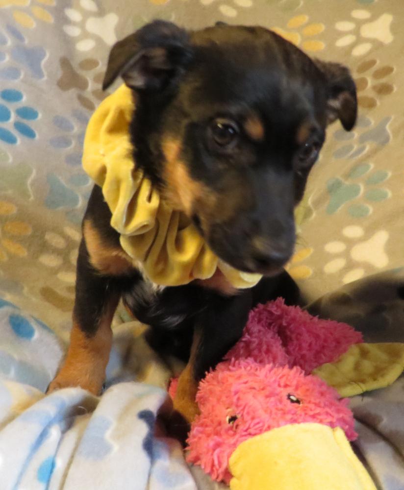 Winston, a Adoptable mixed breed in Crown Point, IN image 3/6