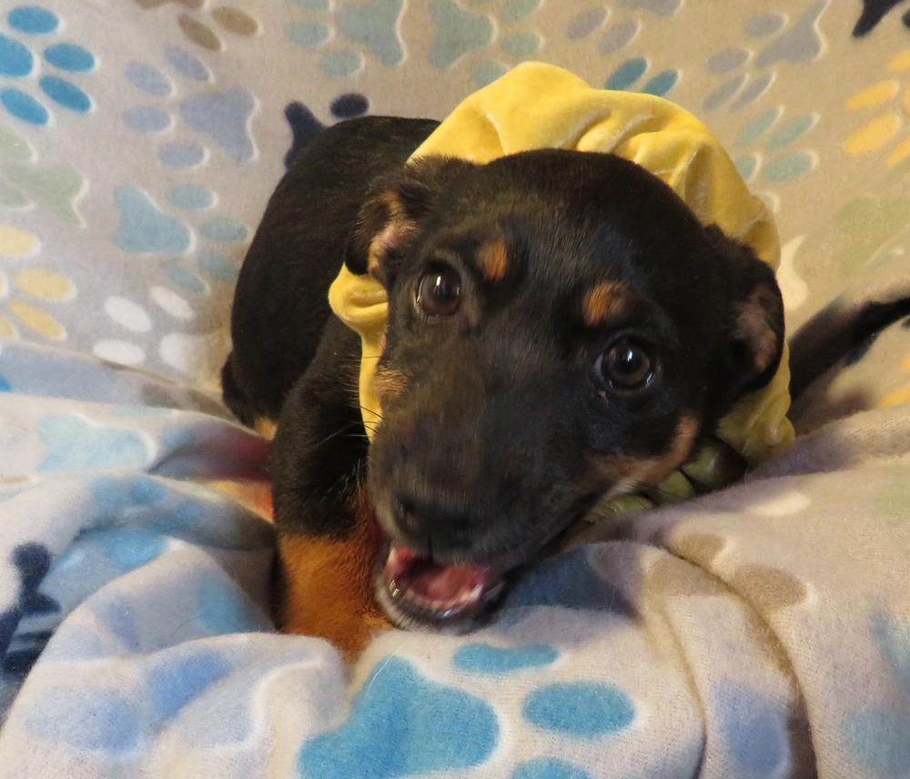 Winston, a Adoptable mixed breed in Crown Point, IN image 4/6