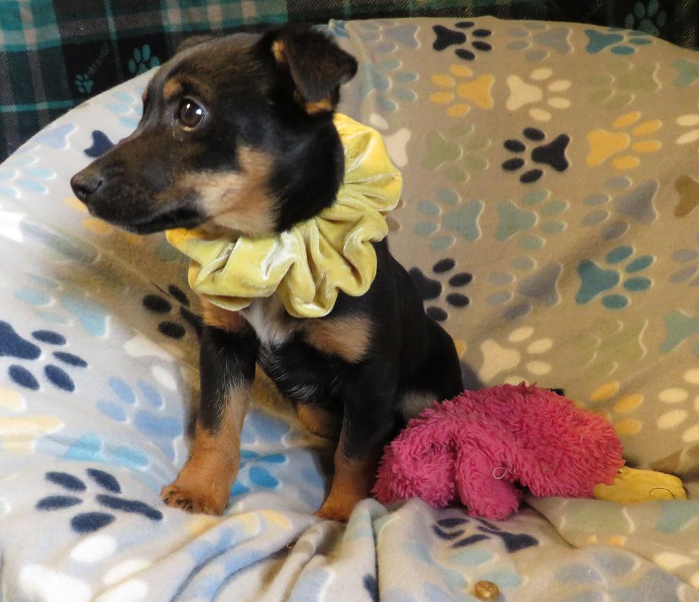 Winston, a Adoptable mixed breed in Crown Point, IN image 2/6