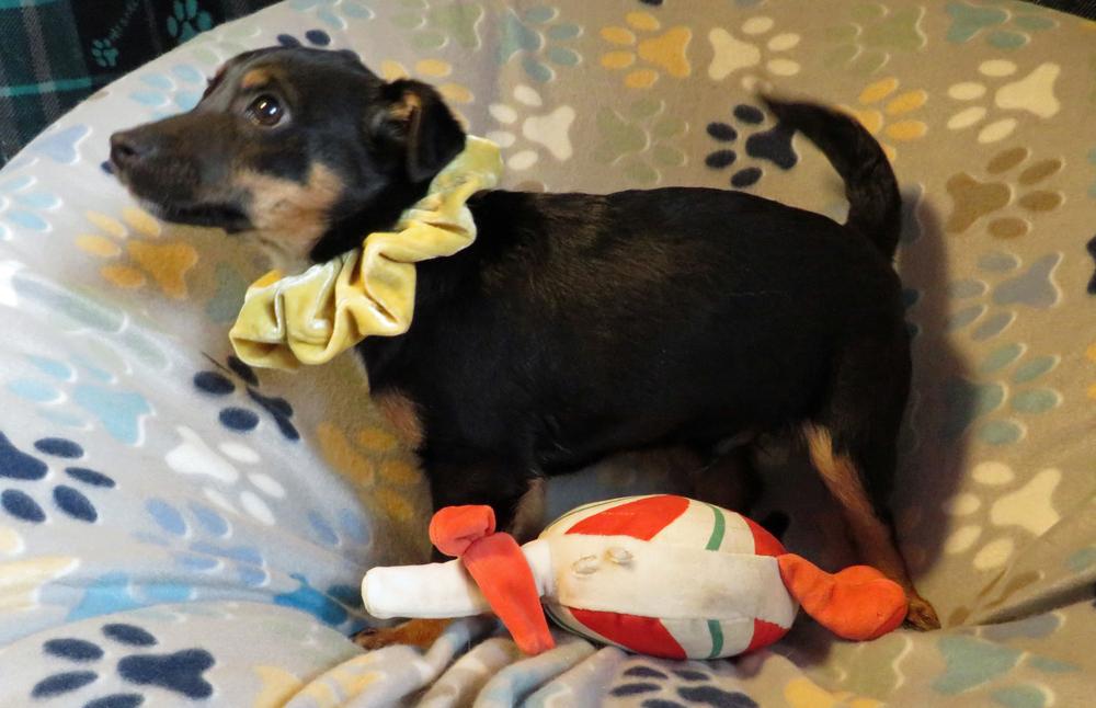 Winston, a Adoptable mixed breed in Crown Point, IN image 5/6