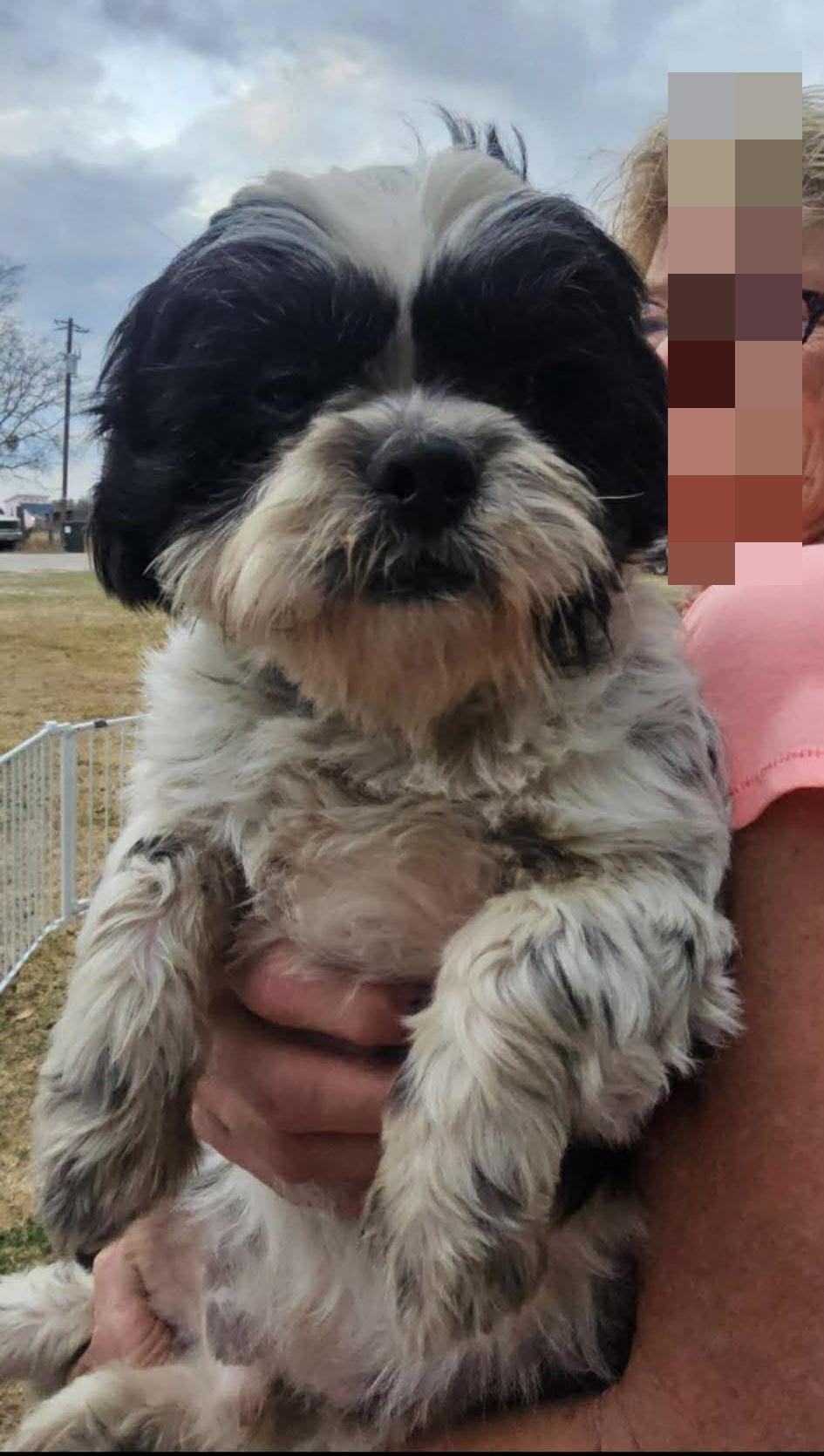 Enlarge Hairy is perfect!, a Adoptable mixed breed in Lockhart, TX image 2/3