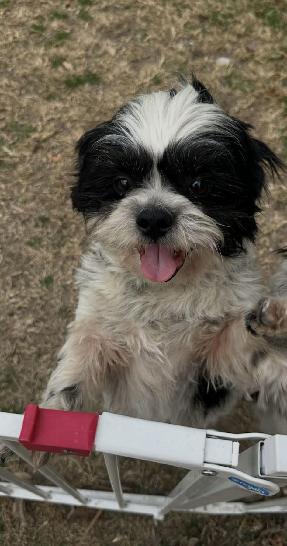 Enlarge Hairy is perfect!, a Adoptable mixed breed in Lockhart, TX image 1/3