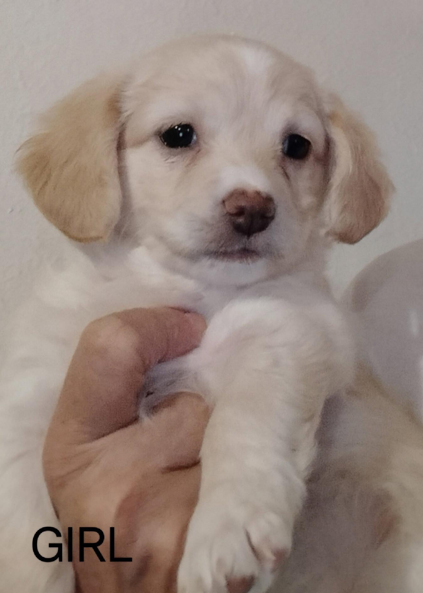 SPONSOR OR FOSTER ME - Remy, Adoptable, Puppy Female Chihuahua & Terrier.