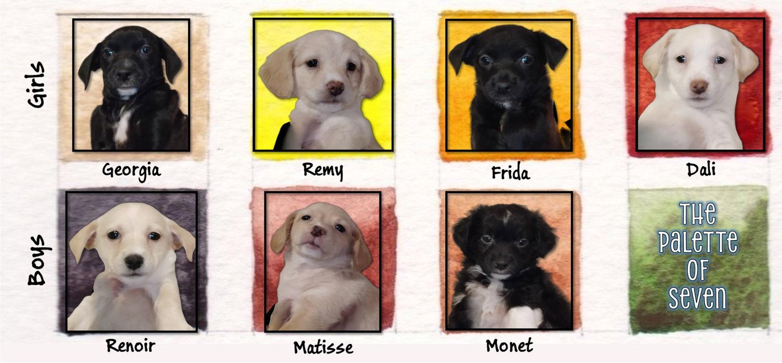 SPONSOR OR FOSTER ME - Remy, a Adoptable mixed breed in Grafton, WI image 2/2