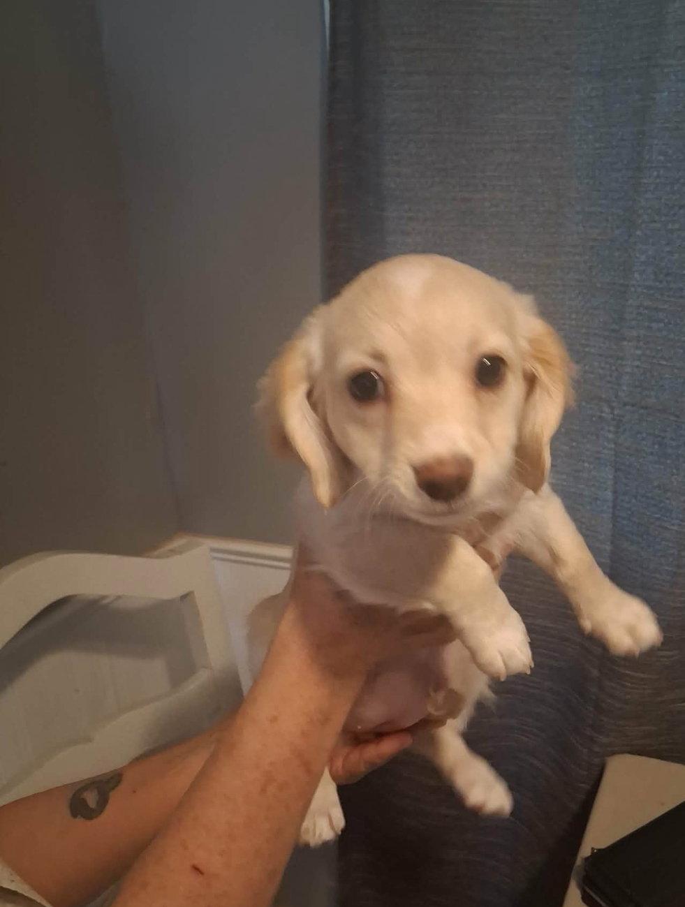 Enlarge Remy - ADOPTION IN PROCESS, a Adoptable mixed breed in Grafton, WI image 2/3